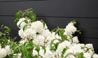 Magical® Spring Glory