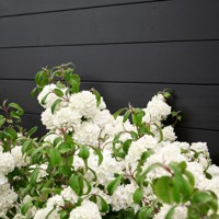 Magical® Spring Glory