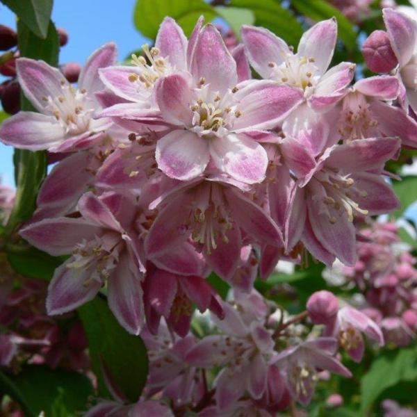 Deutzia × magnifica (Дейція чудова)