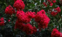 Enduring Red