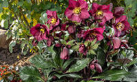 HGC® Ice N' Roses® Red Romance