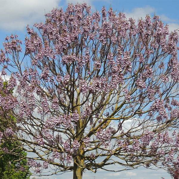 Paulownia fortunei (Павловнія Форчуна)