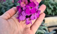 Colour Vibe Purple