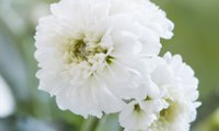 Diadem