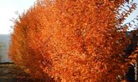 Orange Retz