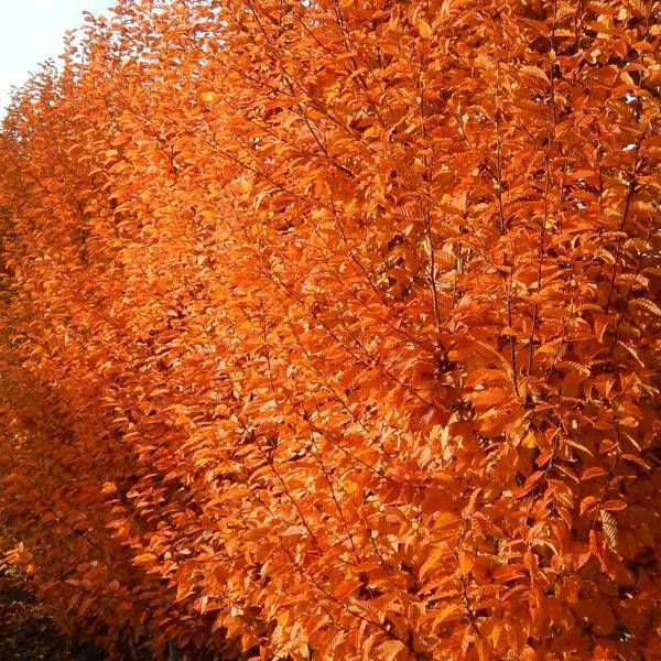 Orange Retz