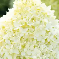 Living Cotton Cream®