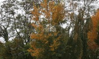 Lutece®