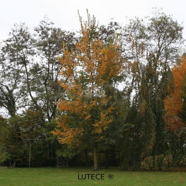 Lutece®