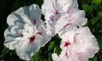 China Chiffon
