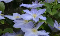 Success® Lavender