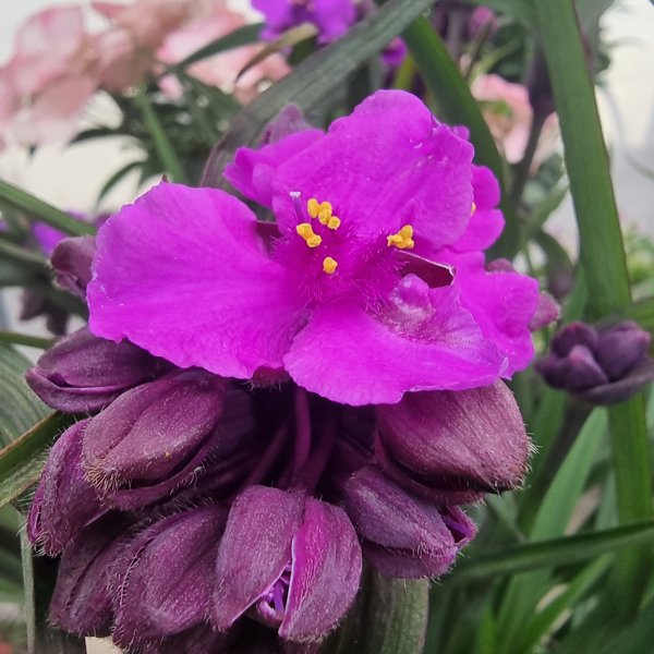 Tradescantia × (Традесканція гібридна)