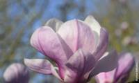 Festirose