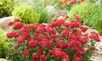 Color Burst Red