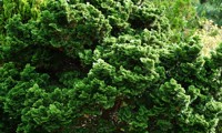 Nana Gracilis