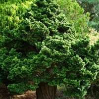 Nana Gracilis