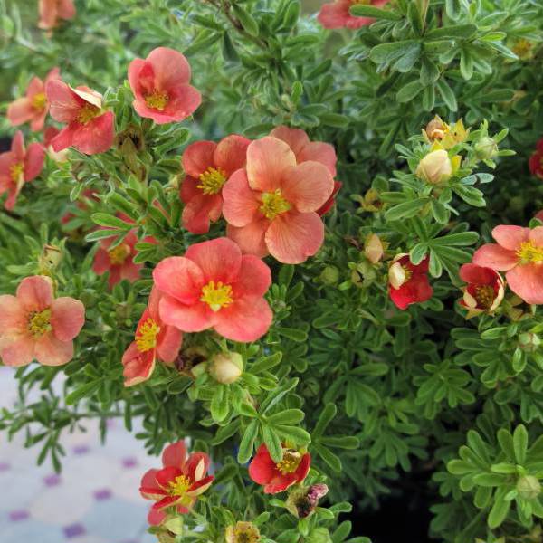 Red’issima Ii