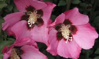Pink Giant®