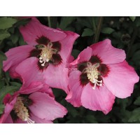 Pink Giant®