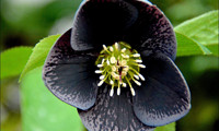 Black Coral