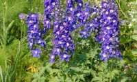 Delgenius Blue Fabulosa