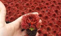 Colorockz Coral Red