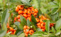Orange Star