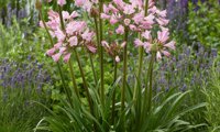 Everpanthus Poppin' Pink