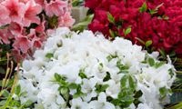 Encore Pure White