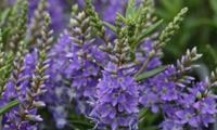 Garden Beauty Blue