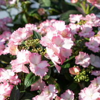 Bloombuster
