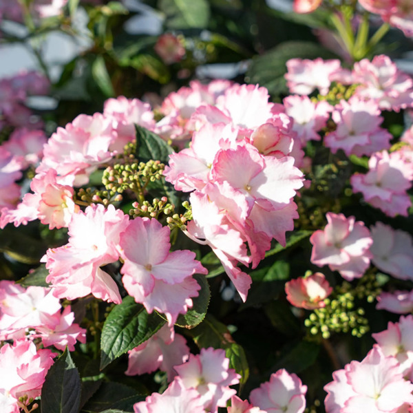 Bloombuster