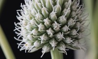 Magical® Green Dwarf