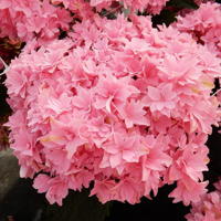 Magical® Farfalla