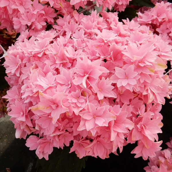 Magical® Farfalla