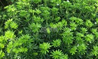 Greenfingers
