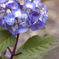Endless Summer® BloomStar®