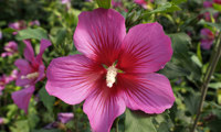 Silke