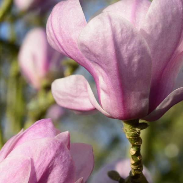 Festirose