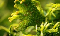 Cristata