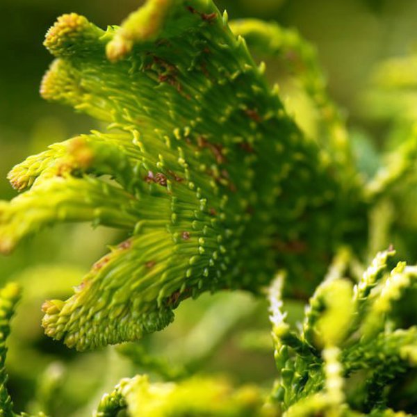 Cryptomeria japonica (Криптомерія японська)