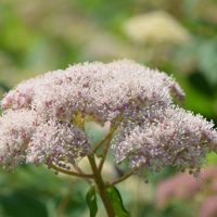 Eco Pink Puff
