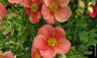 Red’issima Ii