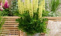 Lupinova Lenora