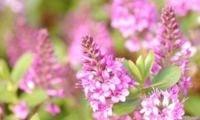 Garden Beauty Pink