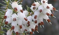 Winter Belles®