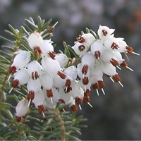 Winter Belles®