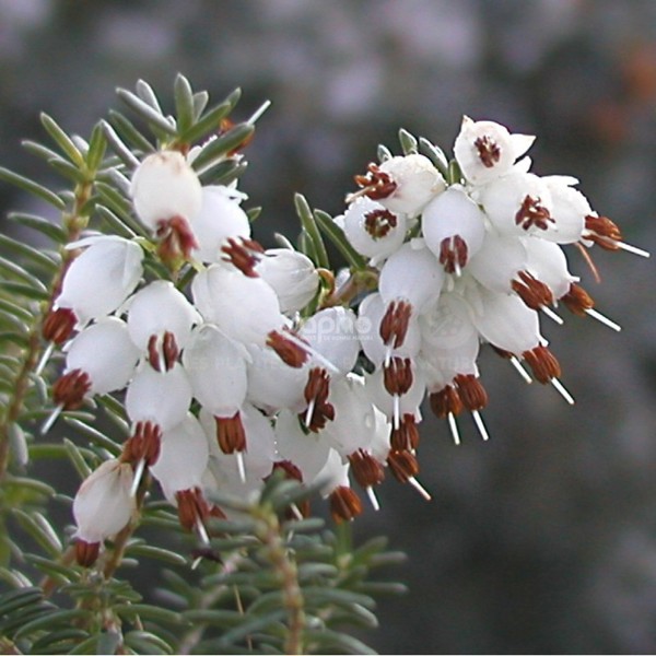 Winter Belles®