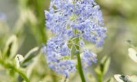Cool Blue