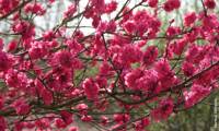 Taoflora Red